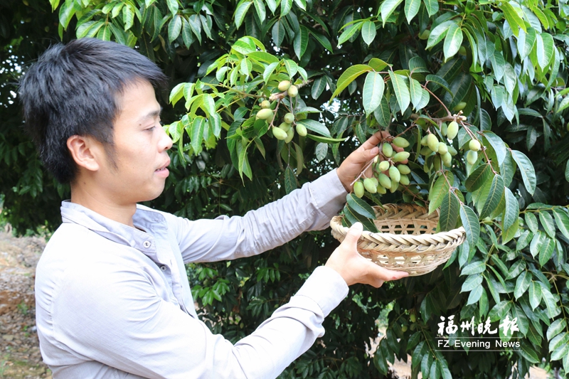 閩侯橄欖獲助農(nóng)惠農(nóng)“雙保險”